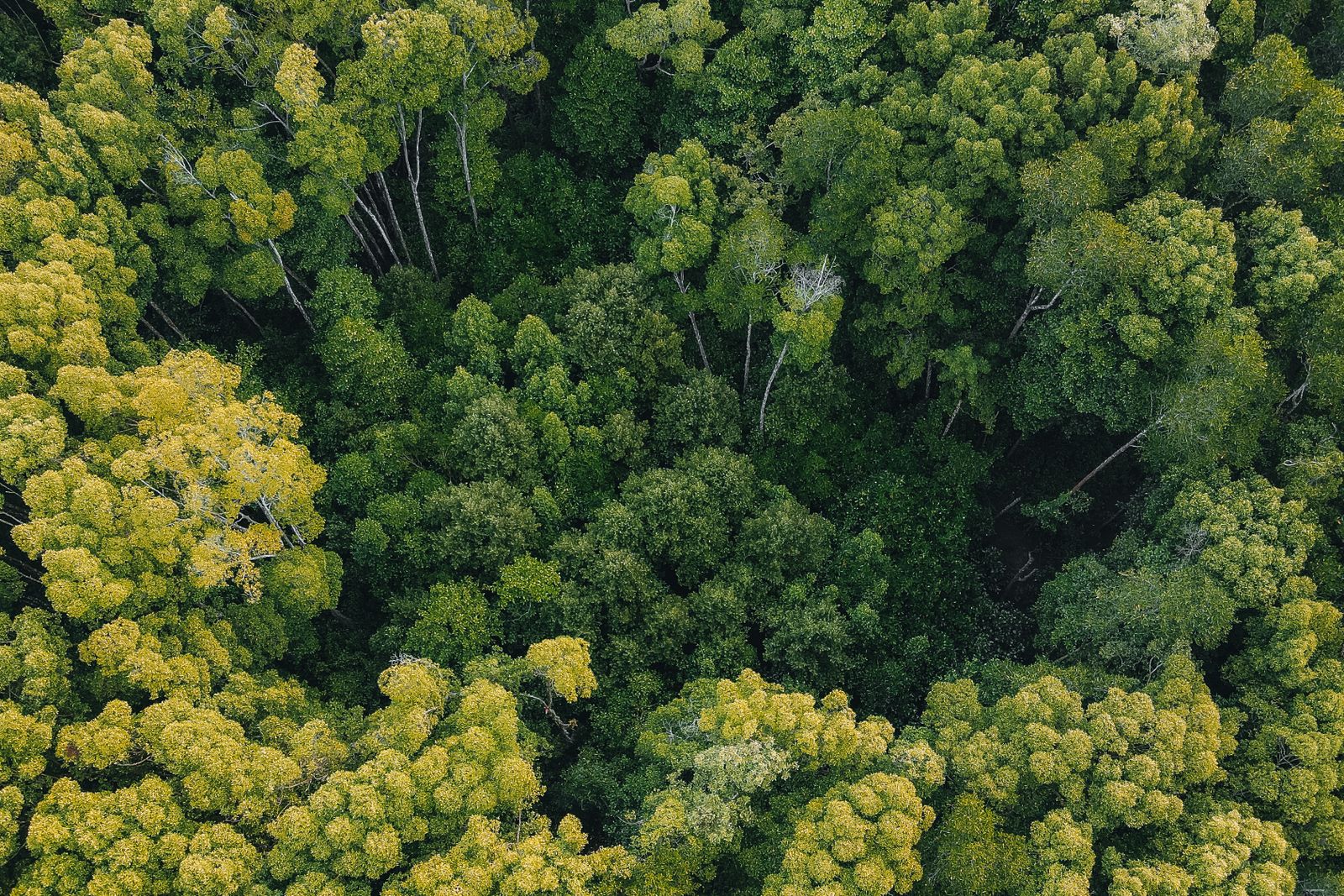 Why does a Central African rainforest nation get paid tens of millions of dollars to keep its trees standing while its own timber industry argues those same tre
