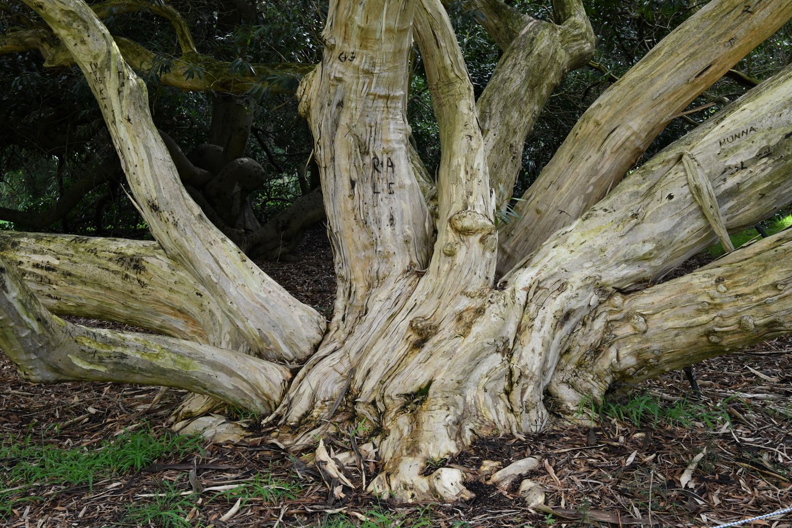 In 1994, a bushwalker abseiling into a sandstone gorge 150 kilometres from Sydney found a stand of trees with knobbly bark and fern-like leaves that turned out to be Wollemi pines, a species known from fossils dating back about 90 million years and presumed extinct for roughly two million years