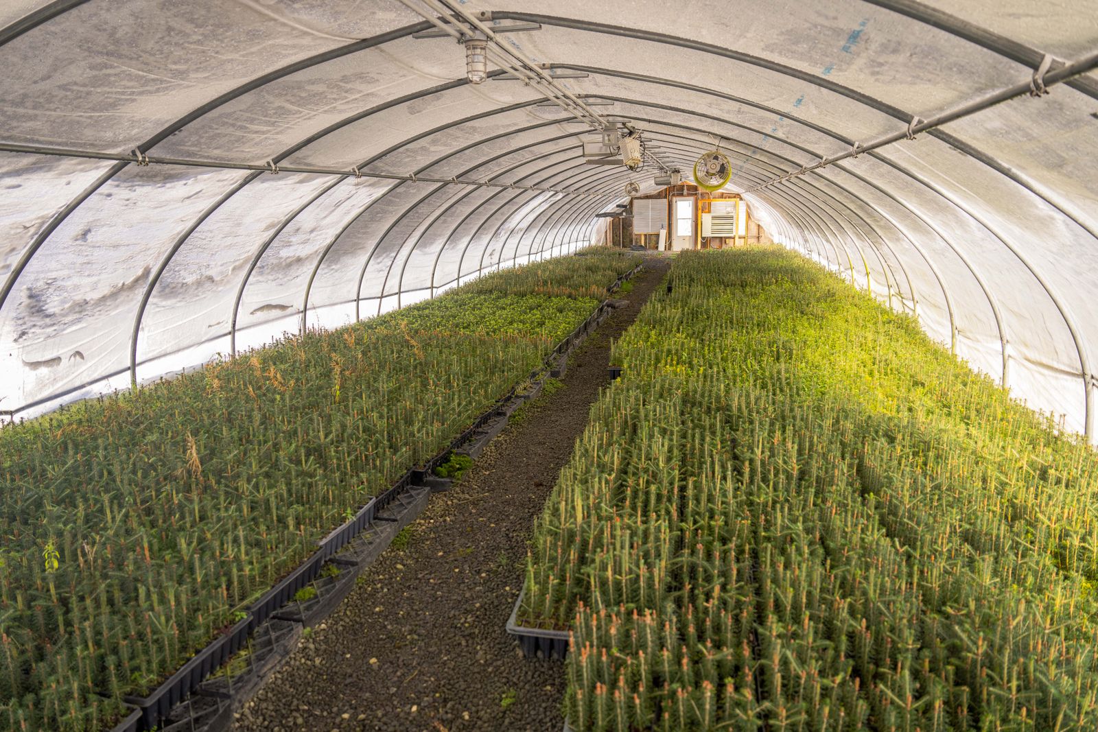 wollemi pine sapling greenhouse